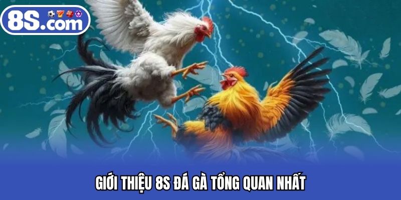 Giới thiệu 8S đá gà tổng quan nhất