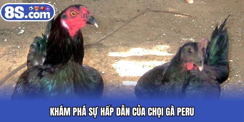 Khám phá sự hấp dẫn của chọi gà Peru