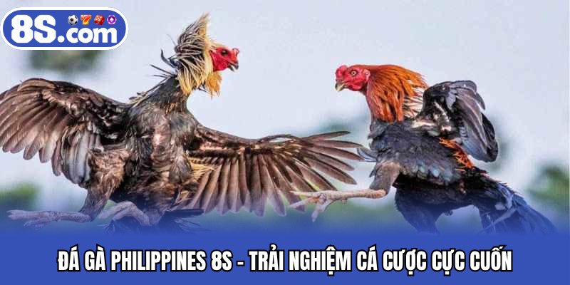 Đá gà philippines