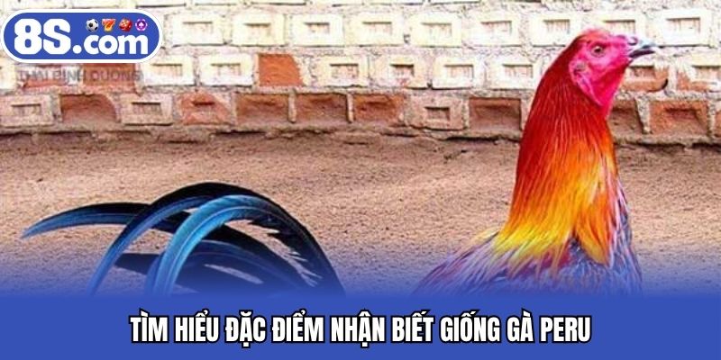 Tìm hiểu đặc điểm nhận biết giống gà Peru