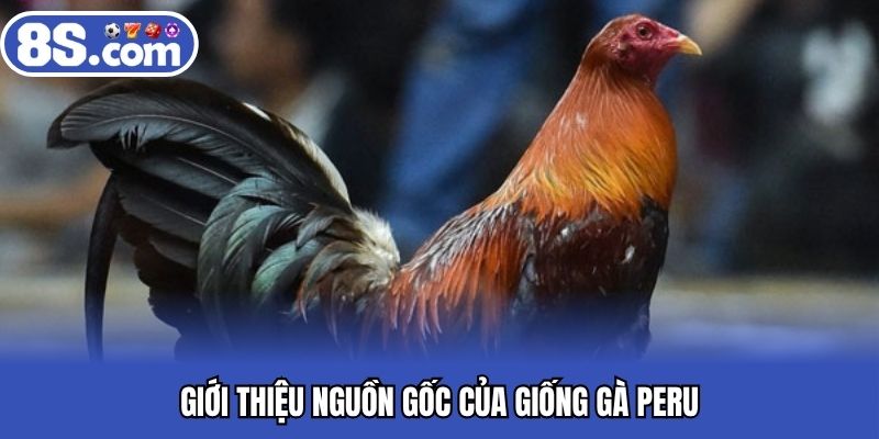Giới thiệu nguồn gốc của giống gà Peru