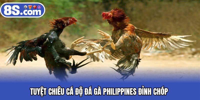 Tuyệt chiêu cá độ đá gà philippines đỉnh chóp